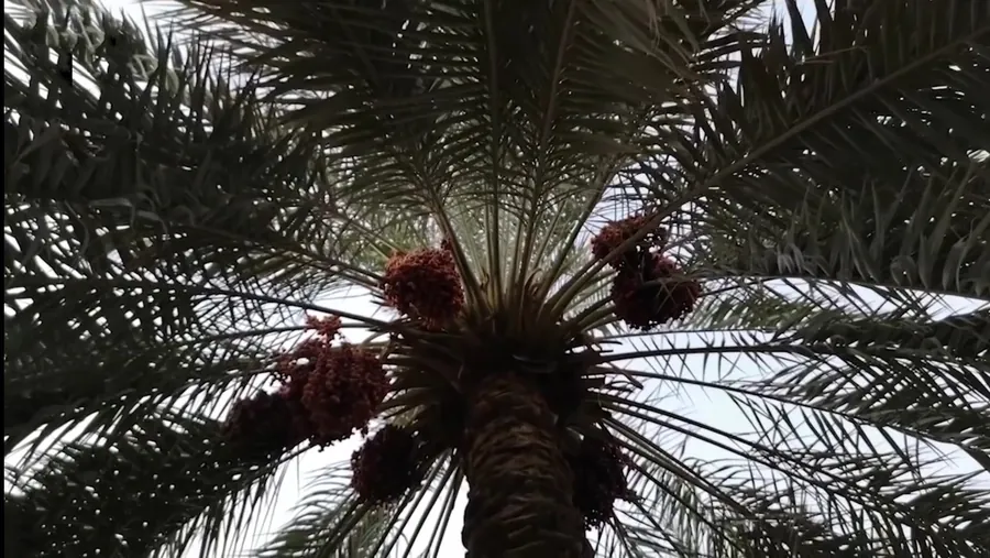 نخلة محمّلة بعذوق التمر في واحة الأحساء